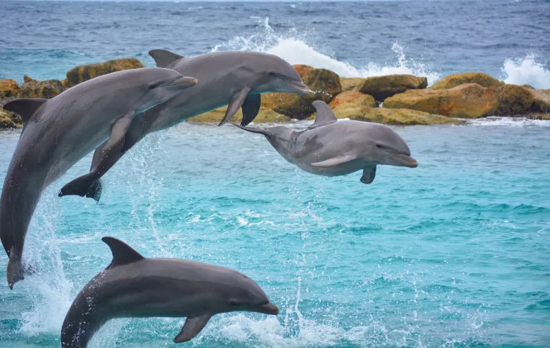 Delfin-Ausflug Hurghada – VIP Elite Erlebnis im Roten Meer