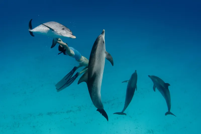 Delfinschwimmen Hurghada