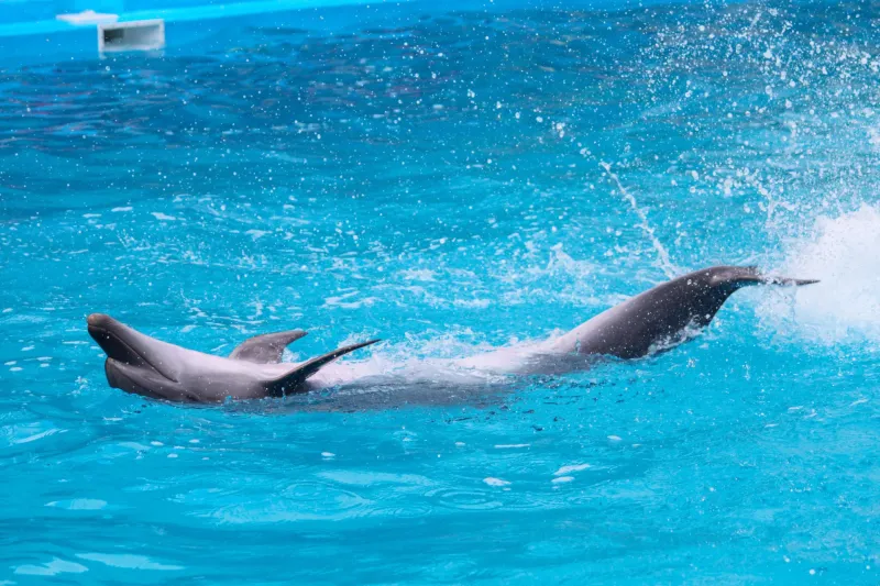 Delfin-Ausflug Hurghada – VIP Elite Erlebnis im Roten Meer Photo 1