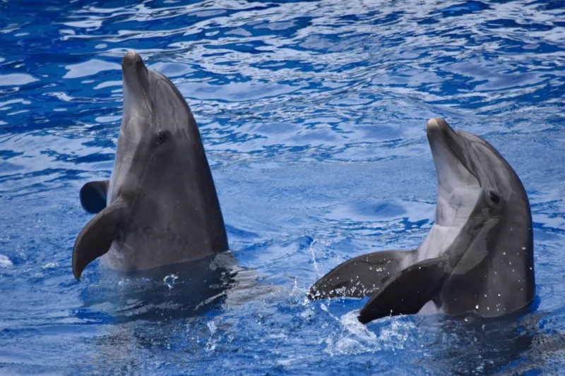 Delfin-Ausflug Hurghada – VIP Elite Erlebnis im Roten Meer Photo 3