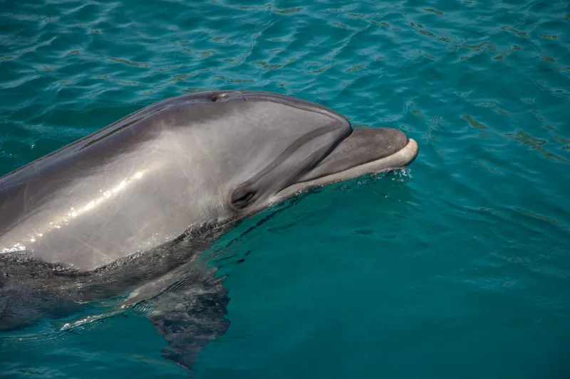 Delfin-Ausflug Hurghada – VIP Elite Erlebnis im Roten Meer Photo 2