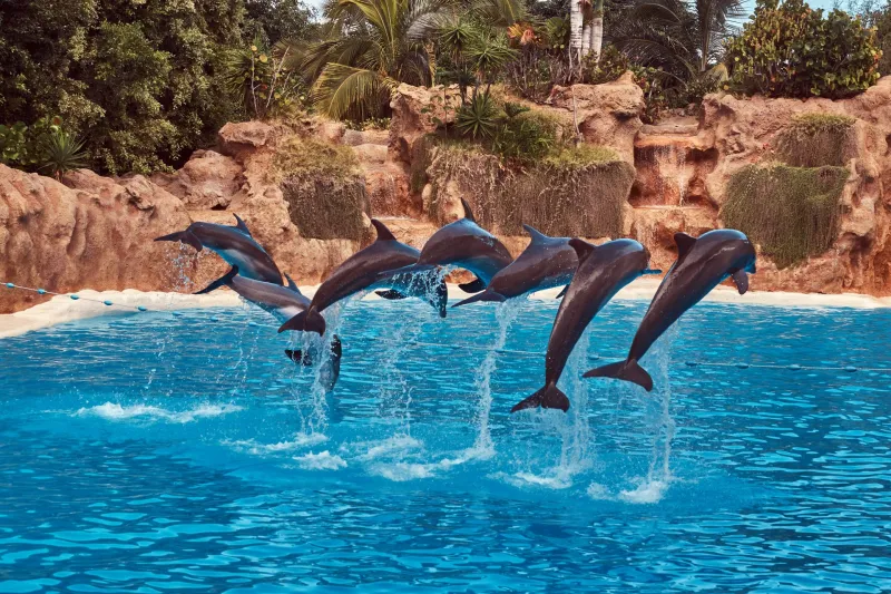 Delfin-Ausflug Hurghada – VIP Elite Erlebnis im Roten Meer Photo 4